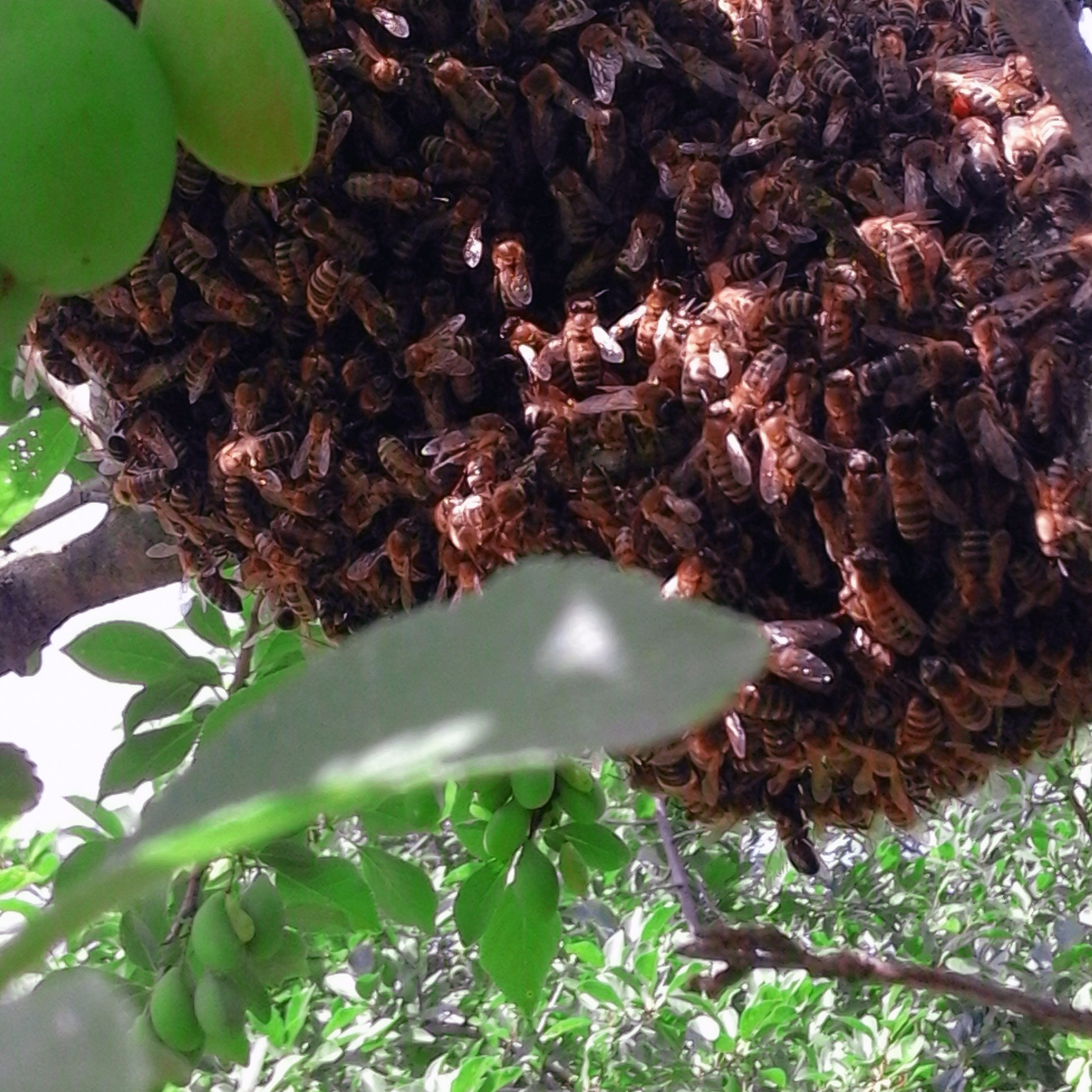 Cum sa controlezi si sa previi roirea familiilor de albine