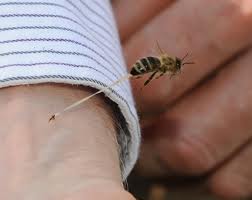 Tratament cu venin de albine in scopuri terapeutice