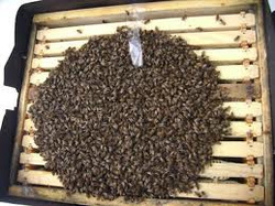 Asezarea fagurilor cu provizii in stup, pregatirea familiilor de albine pentru iarna.