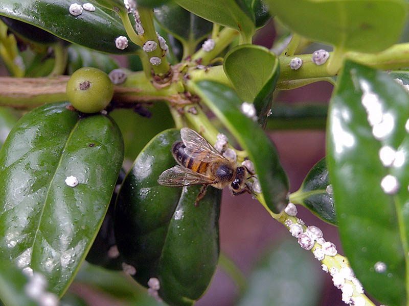 Calitatea proviziilor pentru familiile de albine în timpul iernii
