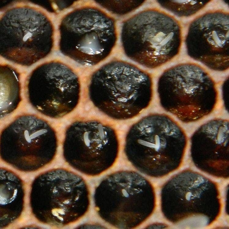 Cum sa salvezi o familie de albine fara matca in care albinele doici au inceput sa oua.
