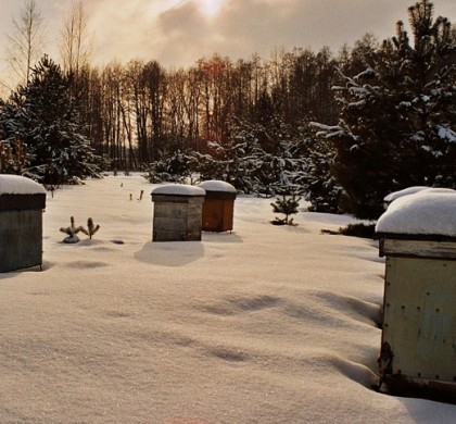 Ingrijirea familiilor de albine cu provizii insuficiente pe timp de iarna