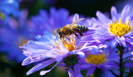 Albinele si mediul înconjurator. De ce avem nevoie de albine?