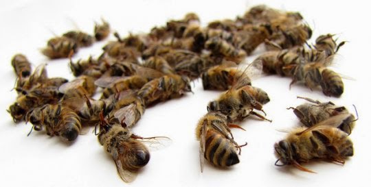 Intoxicatiile si otravirea albinelor