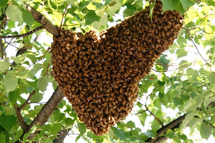 Roirea albinelor