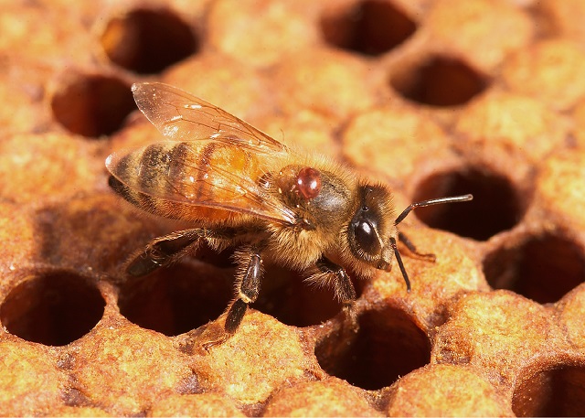 Parziti in colonia de albine metode de combatere