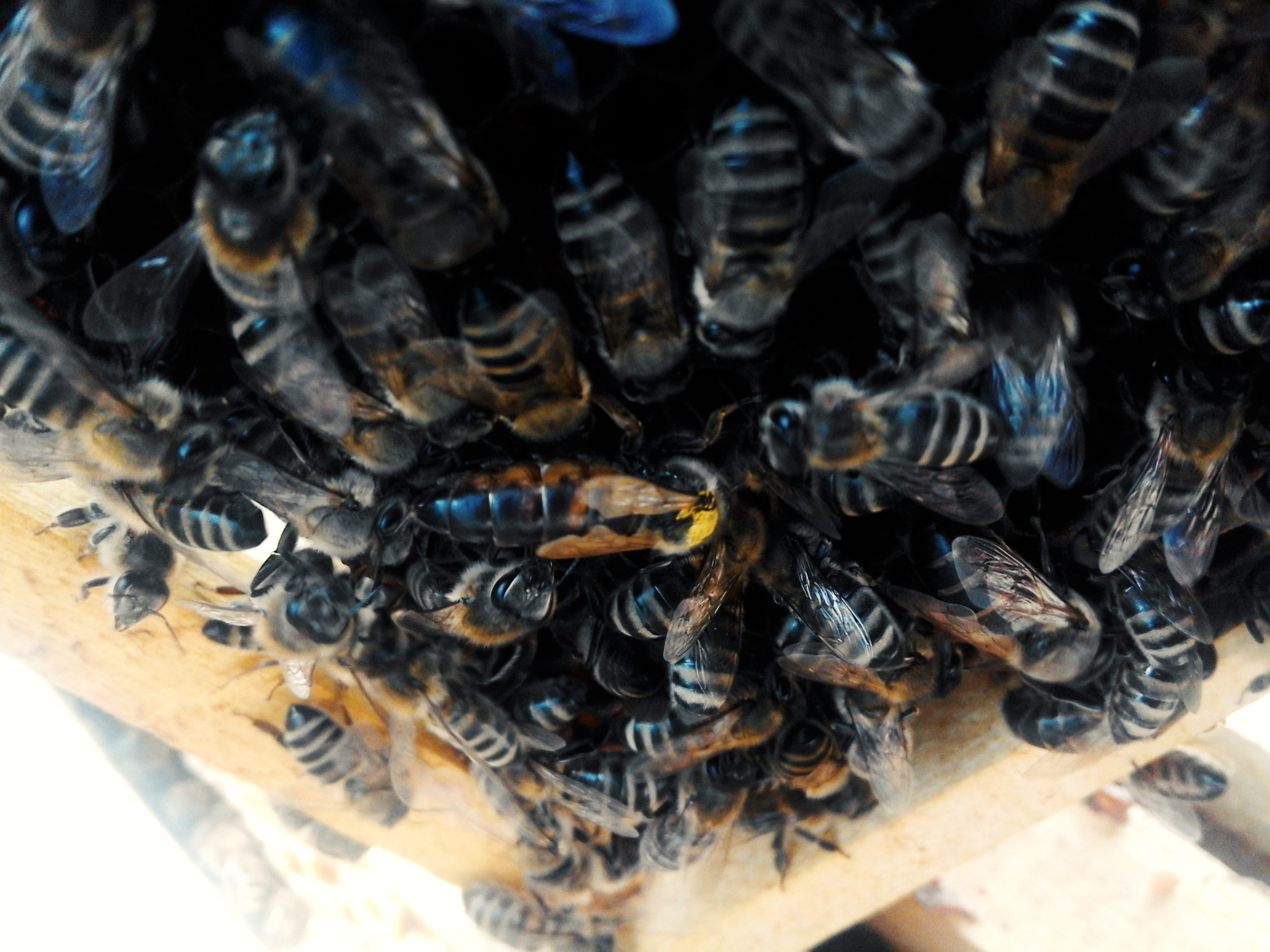 dilemma Scrutiny Adaptability Stimularea matcii pentru ouat - In lumea albinelor - Apicultura