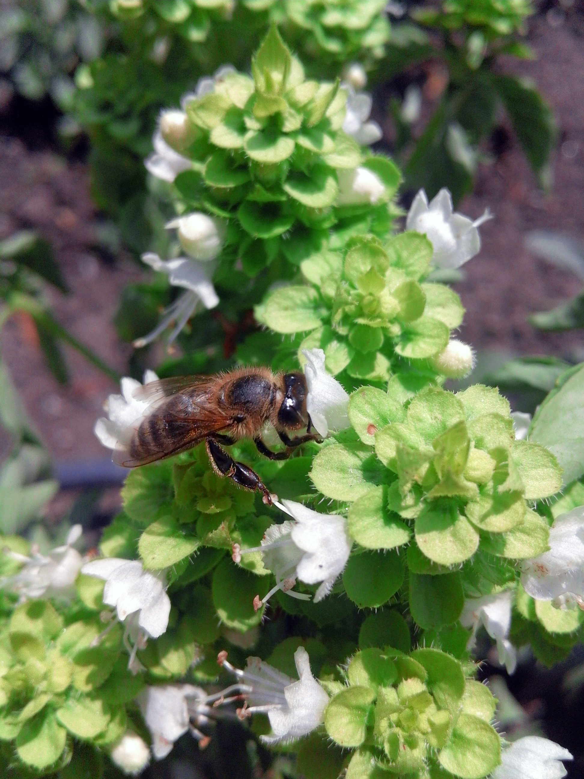 Cum sa asiguri bune conditii de mediu  albinelor prin lucrarile de toamna in stupina