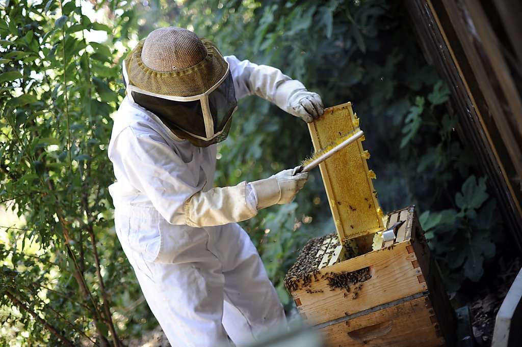 Oricine poate practica apicultura