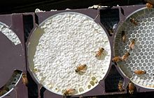 Cum si de unde poti cumpara ceara de albine