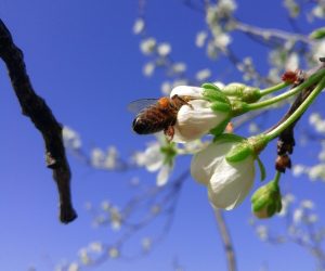 Start up in apicultura primii pasi in apicultura