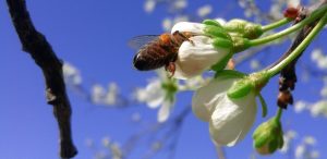 polenizare prin apicultură