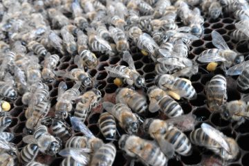 Generarea unui venit in plus Bani din apicultura