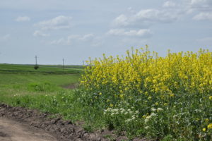 Proprietățile mierii pentru somn  Remedii naturale