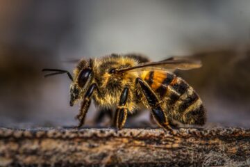 Cum se colecteză veninul de albine