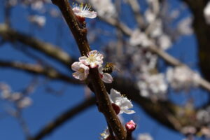 Proprietățile mierii pentru somn  Remedii naturale