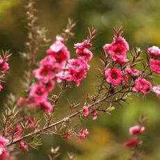 Miere de manuka